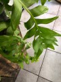 Epiphyllum chrysocardium Fishbone
