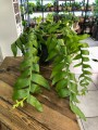Epiphyllum chrysocardium Fishbone