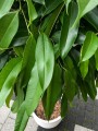 Ficus Amstel King