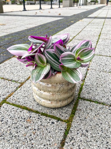 Tradescantia Nanouk Trzykrotka