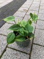 Filodendron Scandens