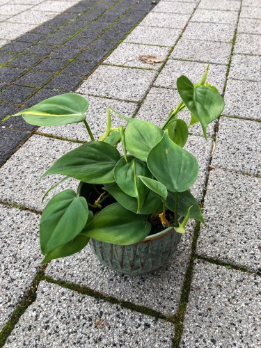Filodendron Scandens