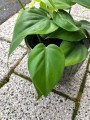 Philodendron Scandens