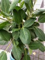 Ficus Benghalensis Audrey