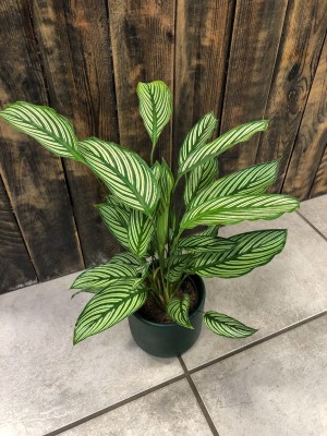 Calathea elliptica Vittata, kalatea