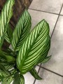 Calathea elliptica Vittata