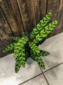 Calathea lancifolia