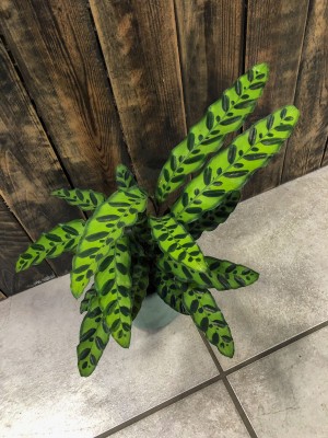 Calathea lancifolia, kalatea