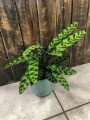 Calathea lancifolia