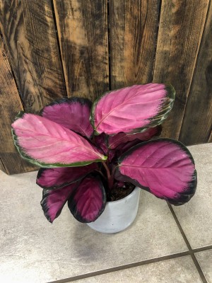 Calathea roseopicta Crimson, kalatea