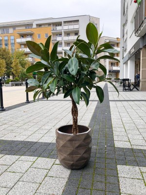 Ficus elastica Melany drzewko, fikus