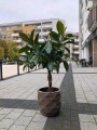 Ficus Melany drzewko.jpg