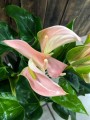 Anthurium Joli Peach