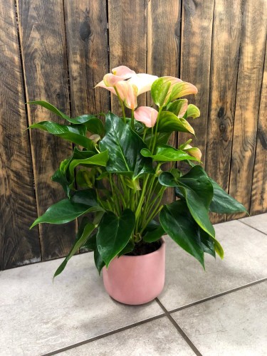 Anthurium Joli