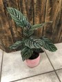 Calathea ornata Sanderiana