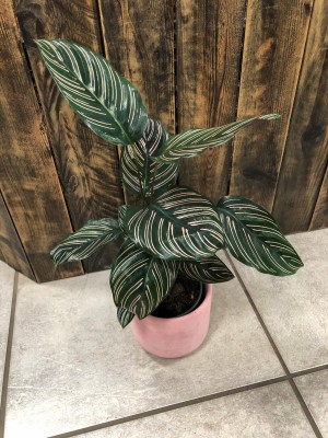 Calathea ornata Sanderiana, kalatea