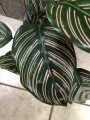 Calathea ornata Sanderiana