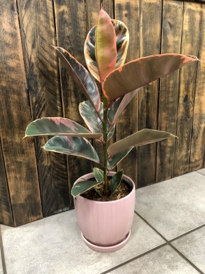 Ficus elastica Belize, fikus