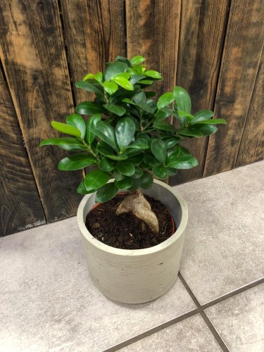 Ficus microcarpa Ginseng