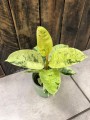 Ficus elastica Shivereana
