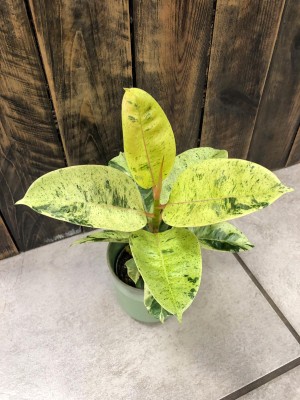 Ficus elastica Shivereana, fikus