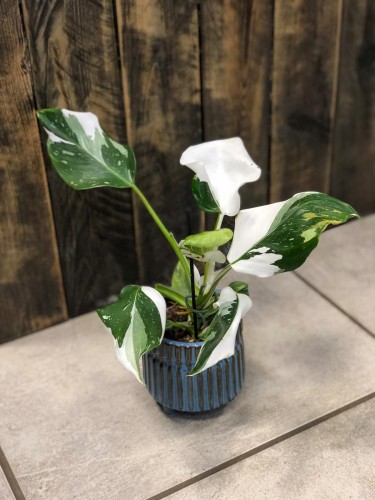 Filodendron White Princess