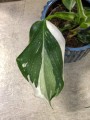 Philodendron White Princess