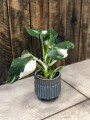 Filodendron White Princess