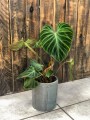 Philodendron verrucosum Incensi