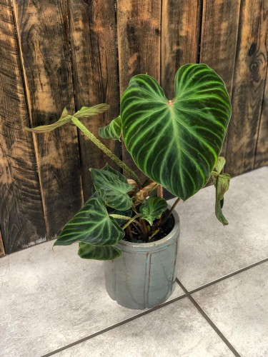 Filodendron verrucosum Incensi