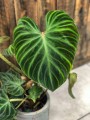 Philodendron verrucosum Incensi