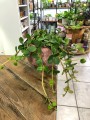 Peperomia tetraphylla Hope