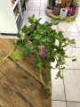 Peperomia Hope