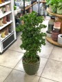Polyscias Roble Decorum