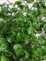 Polyscias Roble Decorum