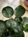 Polyscias Fabian