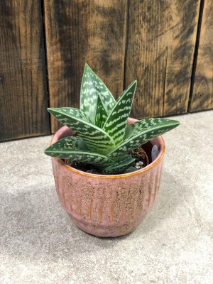 Aloe variegata tribal, aloes
