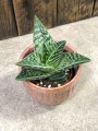 Aloe variegata tribal