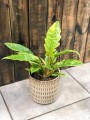 Philodendron Ring of Fire