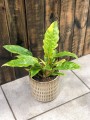 Philodendron Ring of Fire