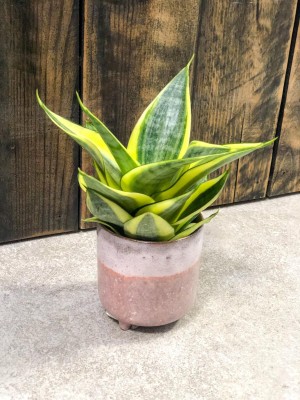 Sansevieria golden Hahnii