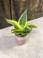 Sansevieria golden Hahnii