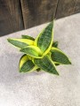 Sansevieria golden Hahnii