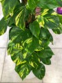 Epipremnum aureum XL palik.jpg