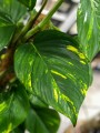 Epipremnum aureum XL palik .jpg