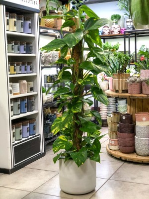 Epipremnum aureum XL palik