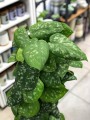 Scindapsus Pictus Trebie.jpg