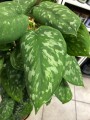 Scindapsus Pictus Trebie palik .jpg