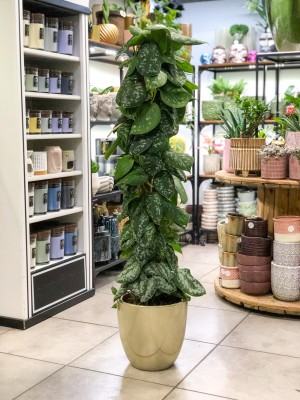 Scindapsus pictus Trebie palik