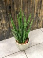 Sansevieria Zeylanica Greenline .jpg